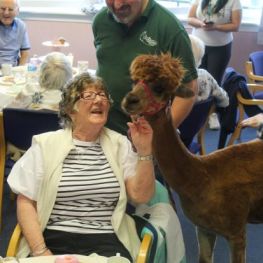 Annie the alpaca helps Livingwell service celebrate its fifth anniversary 
