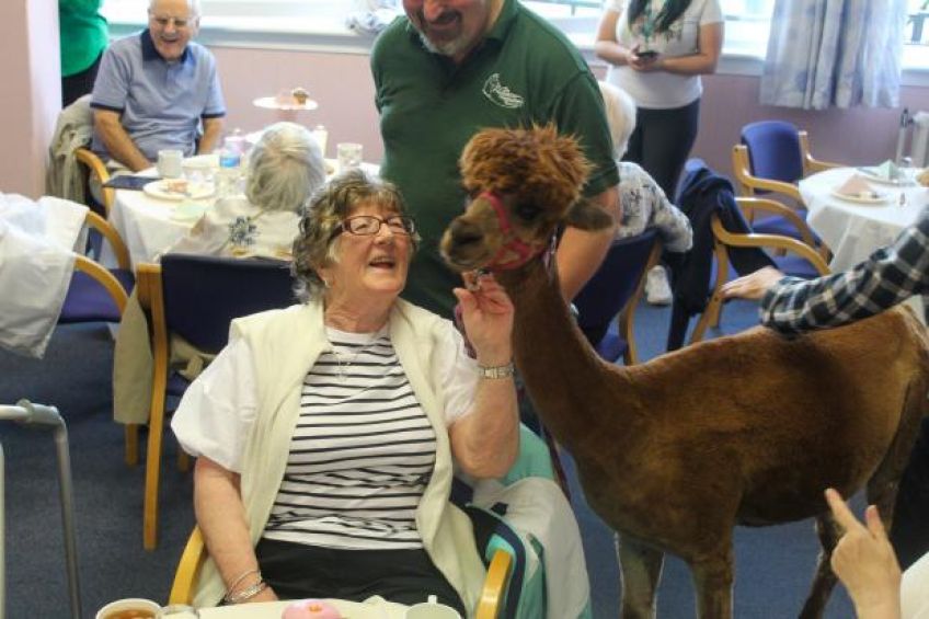 Annie the alpaca helps Livingwell service celebrate its fifth anniversary 