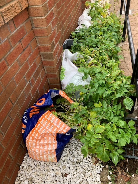 potatoes growing